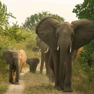 tours and travel in uganda