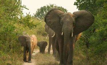 Bwindi Impenetrable